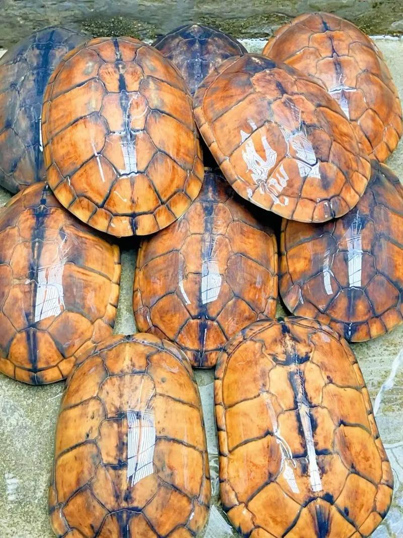 石龟品种有多少?附图片大全吗?-图1 石龟品种有多少?附图片大全吗?-图1