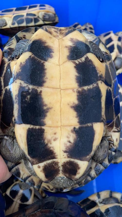 石龟品种有多少?附图片大全吗?-图3 石龟品种有多少?附图片大全吗?-图3