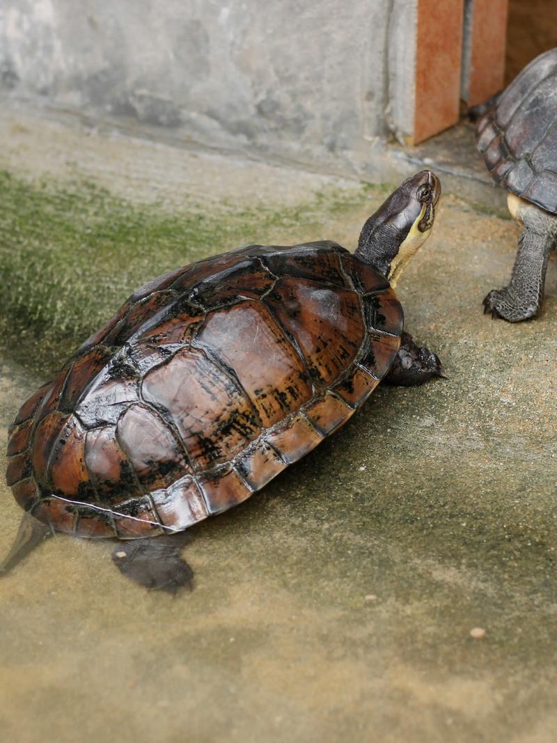 石龟品种有多少?附图片大全吗?-图2 石龟品种有多少?附图片大全吗?-图2