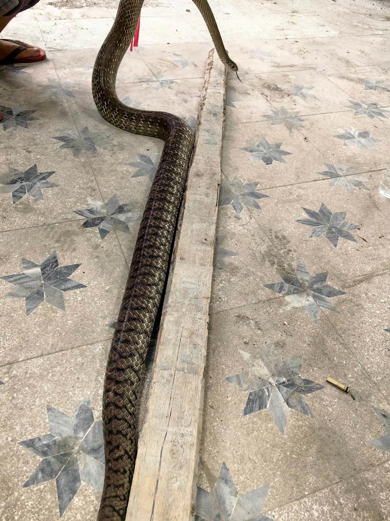 2025福建水律蛇价格会涨还是跌?-图1 2025福建水律蛇价格会涨还是跌?-图1