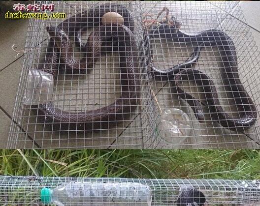 2025福建水律蛇价格会涨还是跌?-图2 2025福建水律蛇价格会涨还是跌?-图2