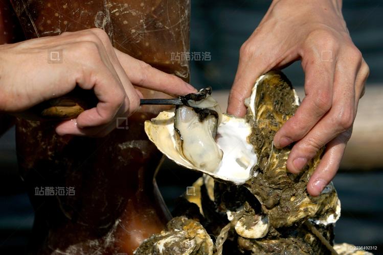 牡蛎养殖技术CCTV如何助力产业升级?-图1 牡蛎养殖技术CCTV如何助力产业升级?-图1