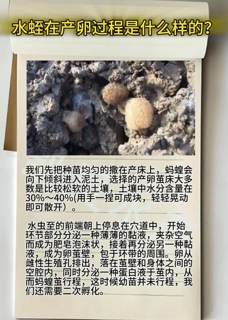 水蛭的养殖技术2025-图2