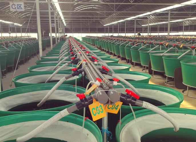 水蛭的养殖技术2025-图3