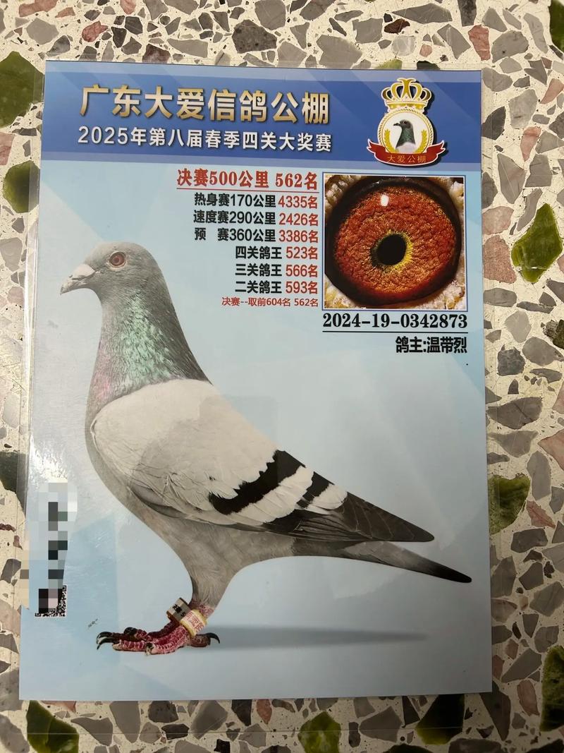 今年海南的鸽子价格怎样-图2