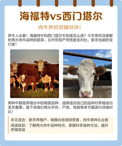 海福特牛哪个品种最好吃?-图2 海福特牛哪个品种最好吃?-图2