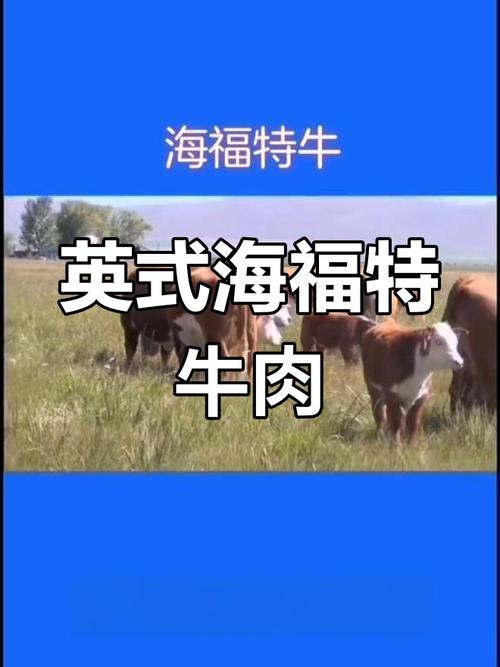 海福特牛哪个品种最好吃?-图1 海福特牛哪个品种最好吃?-图1