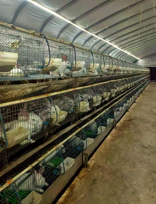 兔子养殖技术11视频,核心要点有哪些?-图1 兔子养殖技术11视频,核心要点有哪些?-图1