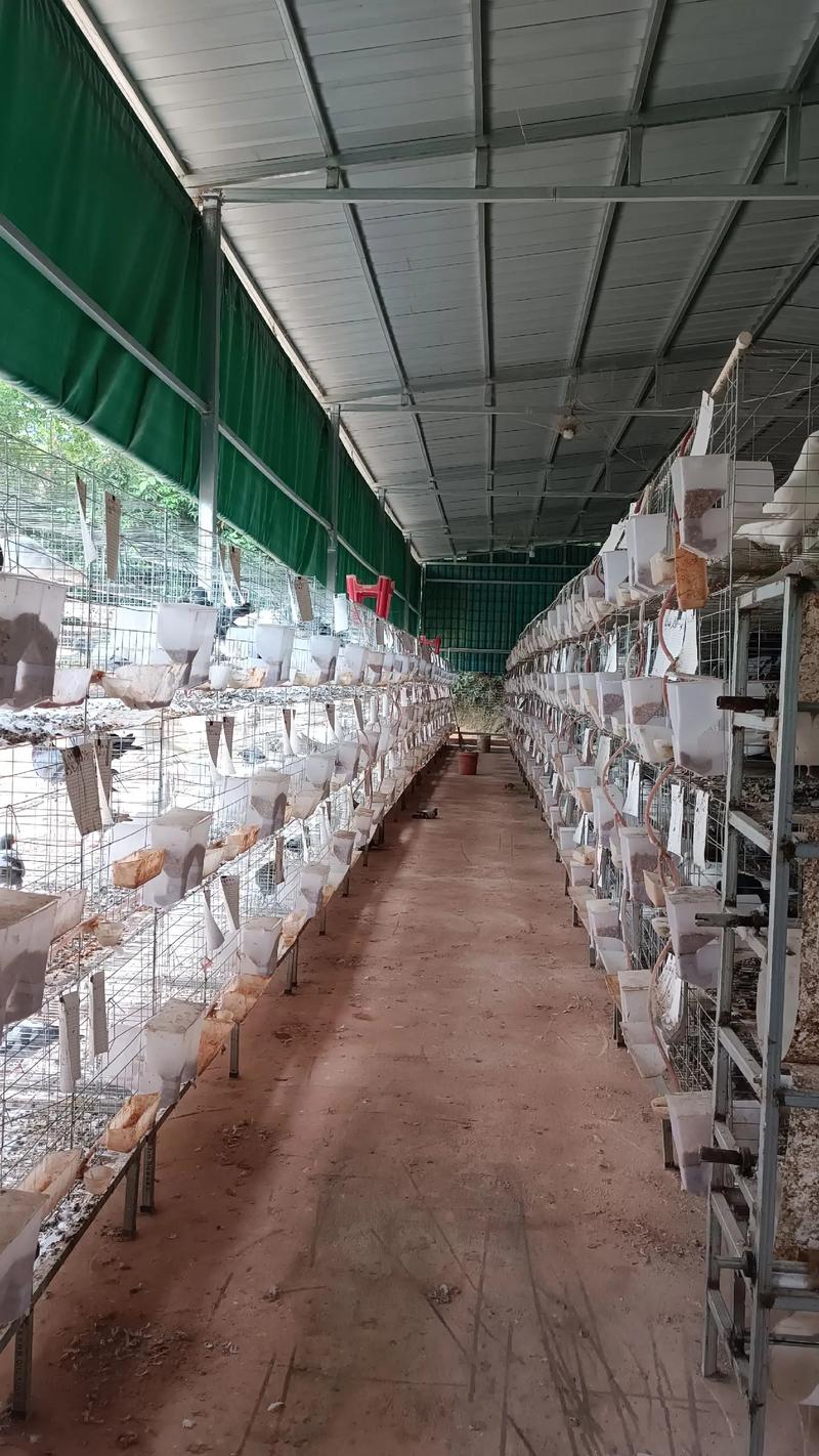 2025肉鸽养殖新技术有哪些突破？-图2