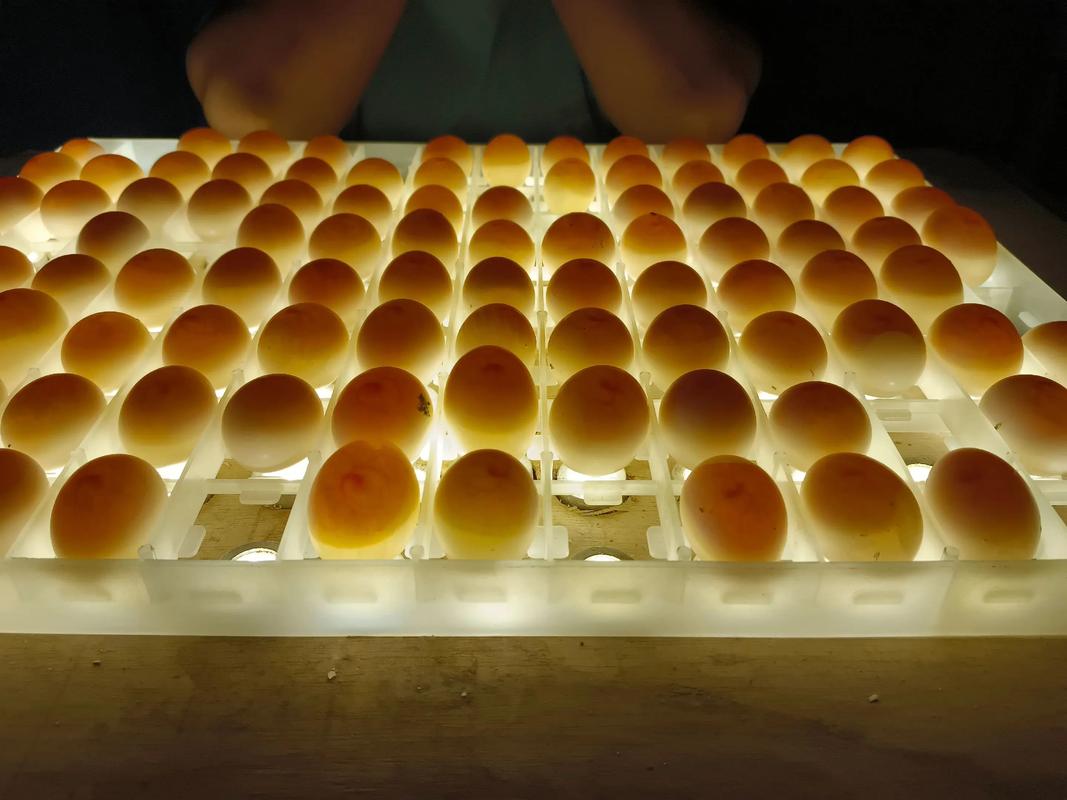 2025肉鸽养殖新技术有哪些突破？-图3