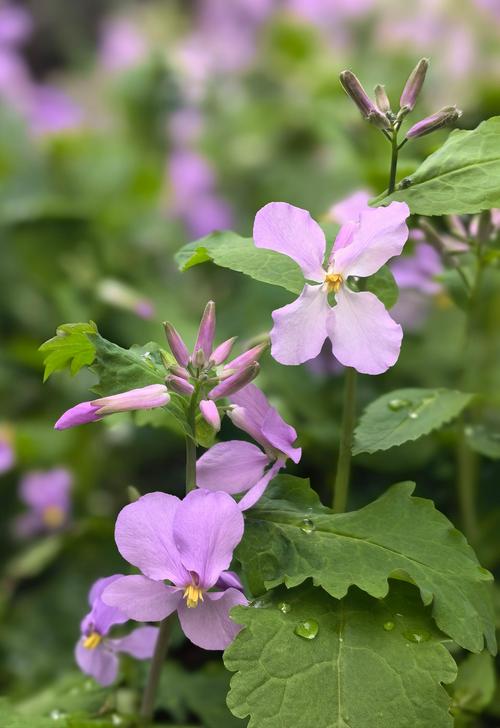 哪些兰花品种在2月开花?-图1 哪些兰花品种在2月开花?-图1