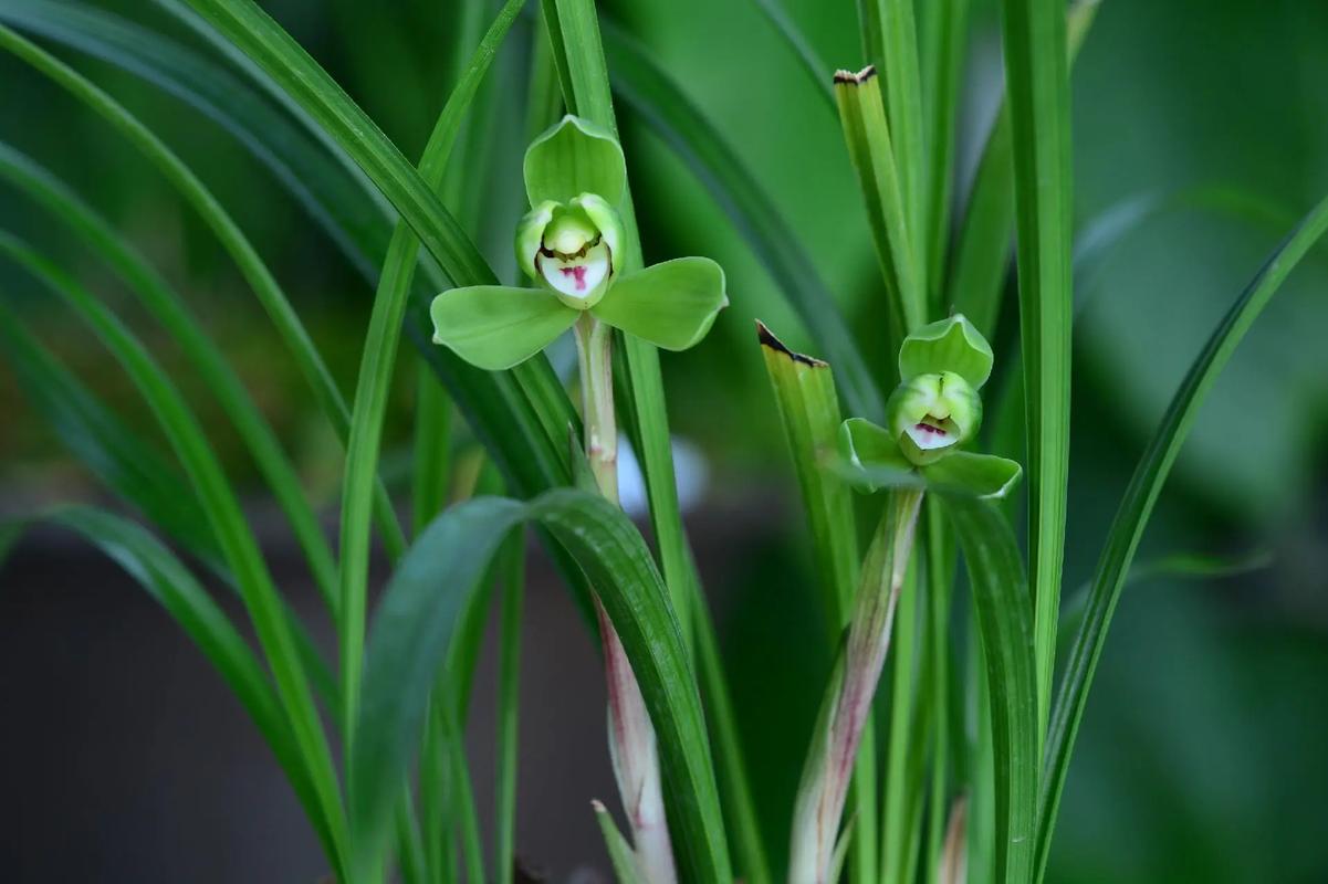 哪些兰花品种在2月开花?-图2 哪些兰花品种在2月开花?-图2