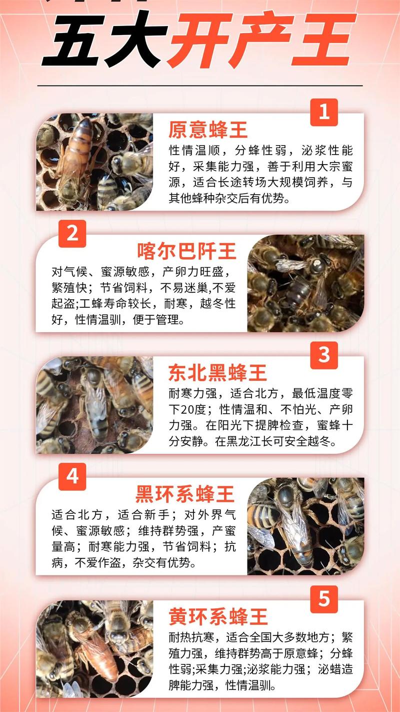 蜂王养殖技术pdf下载-图2