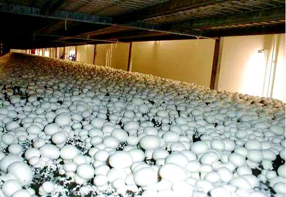 佛山牛粪如何变废为宝产双孢菇?-图1 佛山牛粪如何变废为宝产双孢菇?-图1