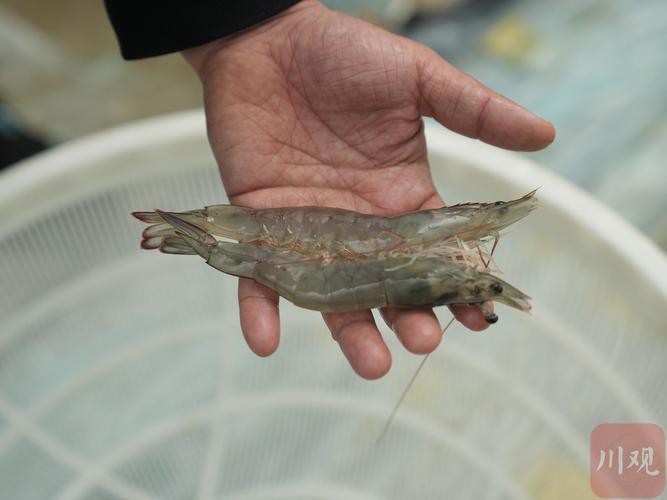 2025白对虾养殖技术,关键点与难点在哪?-图2 2025白对虾养殖技术,关键点与难点在哪?-图2