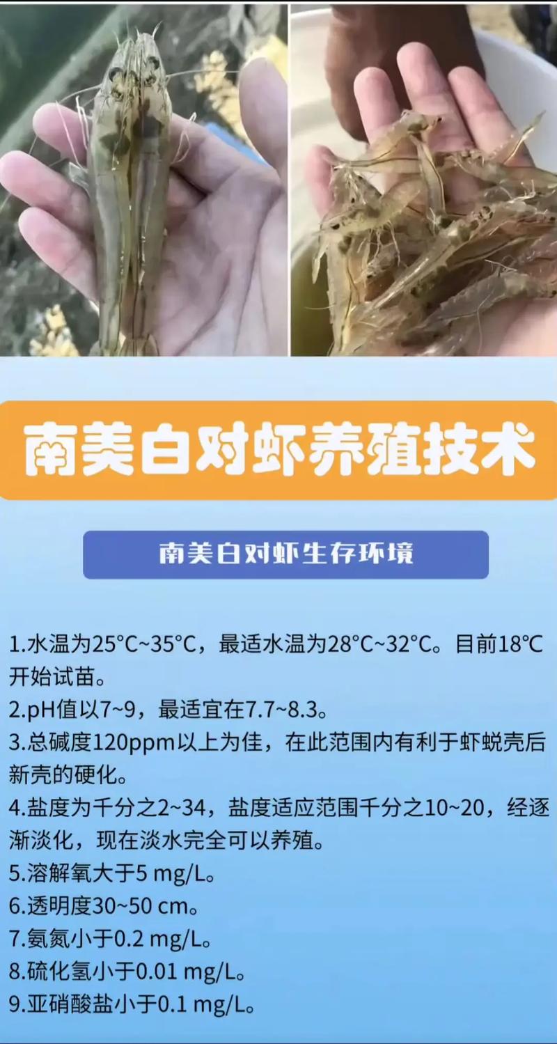 2025白对虾养殖技术,关键点与难点在哪?-图1 2025白对虾养殖技术,关键点与难点在哪?-图1