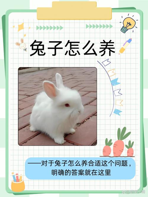 兔子怎样养殖 技术方法-图2