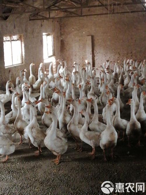市场养什么品种的鹅最多-图3 市场养什么品种的鹅最多-图3