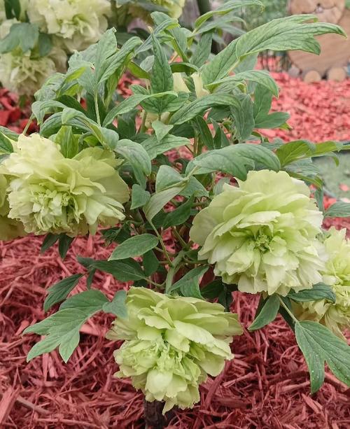 绿色花可食用品种有哪些?-图1 绿色花可食用品种有哪些?-图1