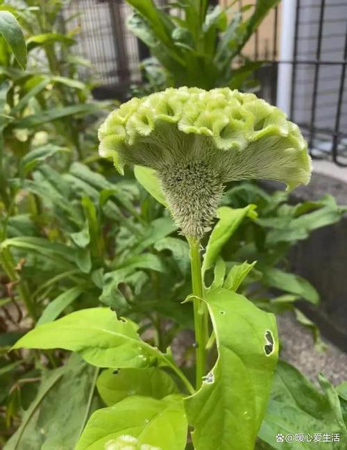 绿色花可食用品种有哪些?-图2 绿色花可食用品种有哪些?-图2