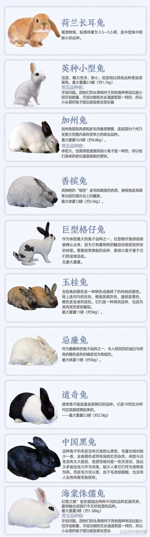 中国兔品种有哪些?看图识兔全在这?-图3 中国兔品种有哪些?看图识兔全在这?-图3