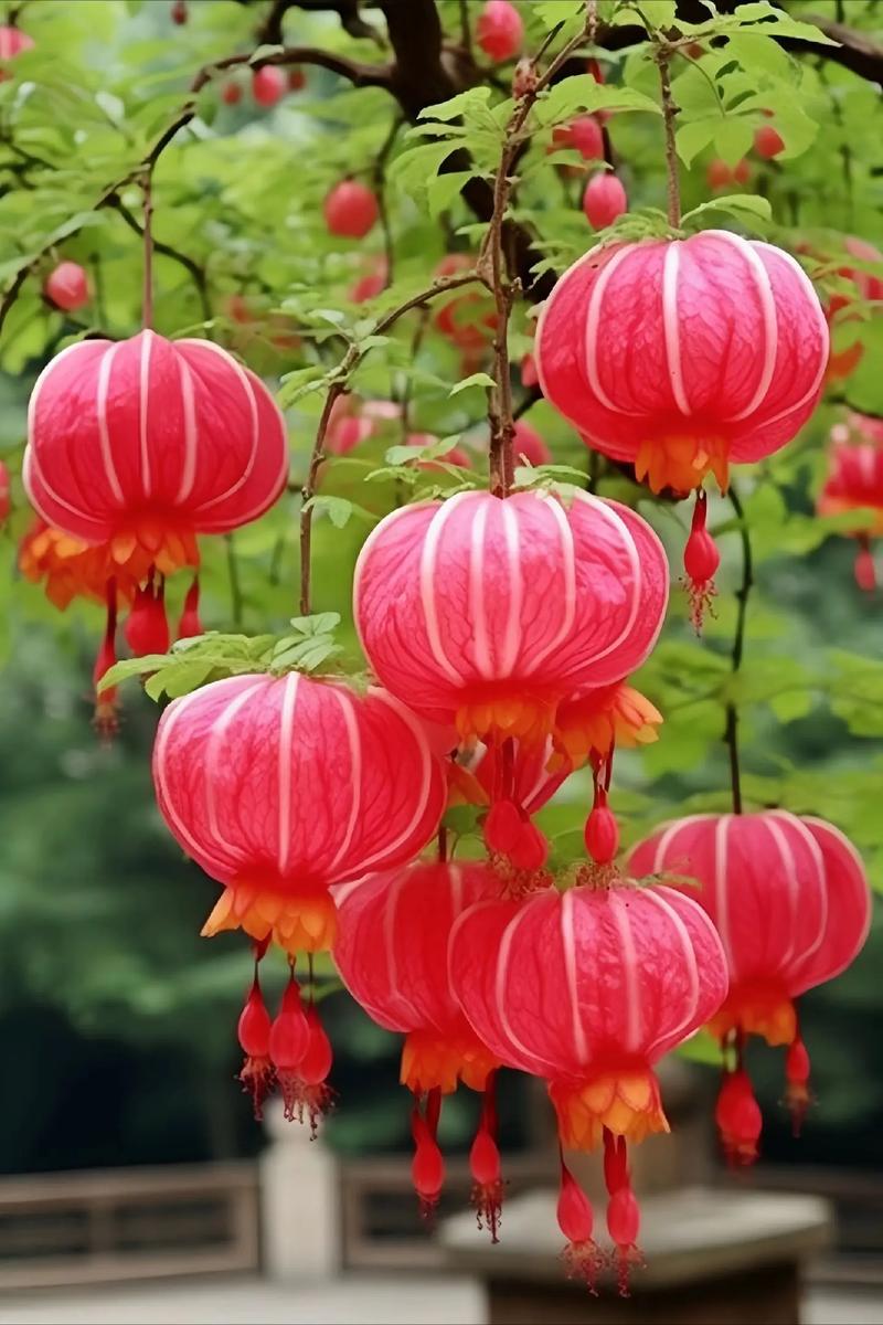 法国灯笼花有哪些品种？-图3