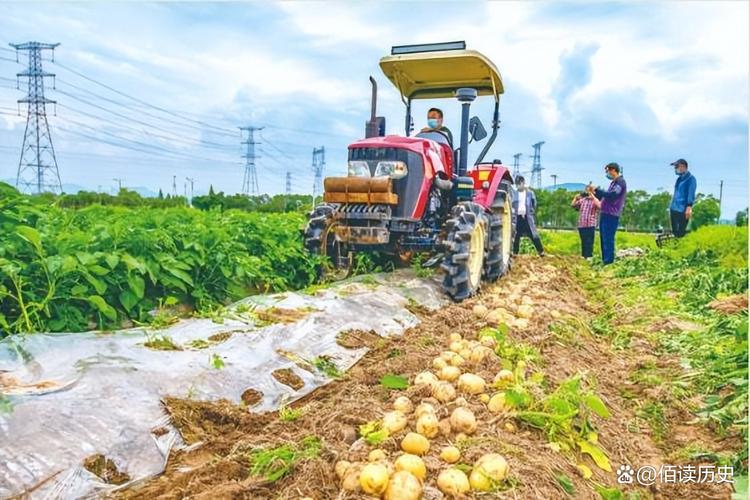 高产马铃薯种植技术视频有哪些关键要点？-图1