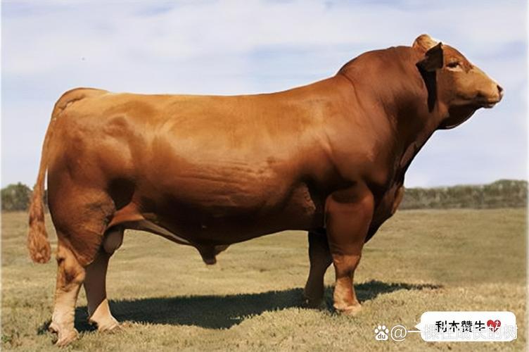 西门塔尔牛养殖技术有哪些要点？-图3