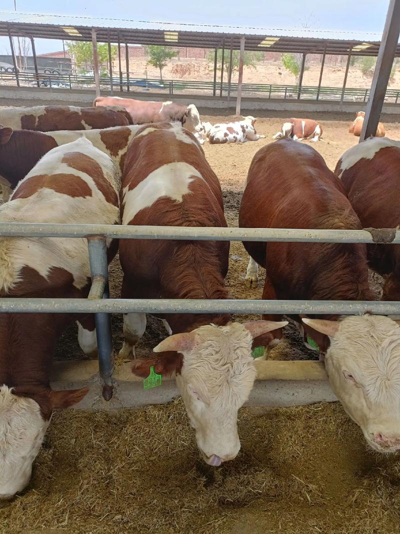 西门塔尔牛养殖技术有哪些要点?-图1 西门塔尔牛养殖技术有哪些要点?-图1