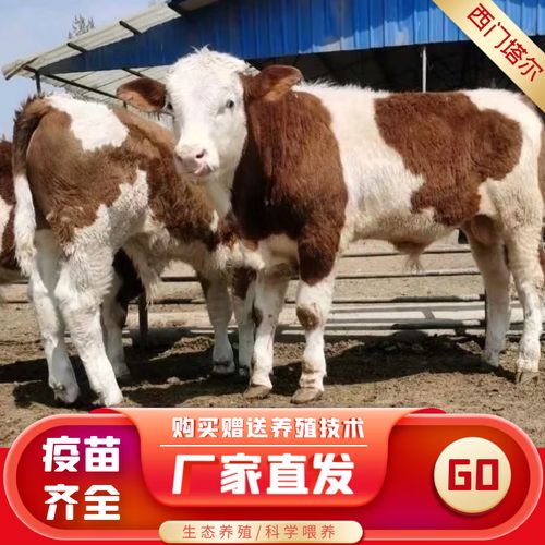 西门塔尔牛养殖技术有哪些要点?-图2 西门塔尔牛养殖技术有哪些要点?-图2