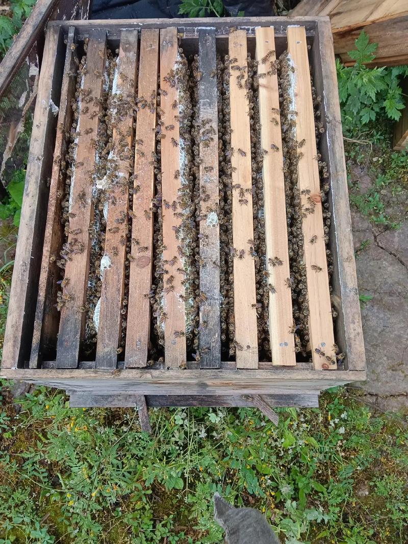 山东养中蜂，啥品种最合适？-图2