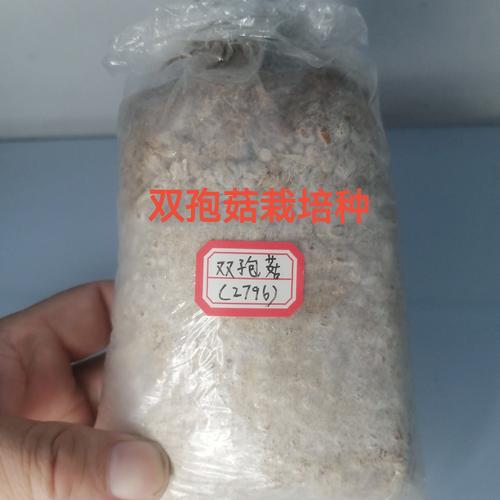 家庭如何轻松种植双孢菇？-图3