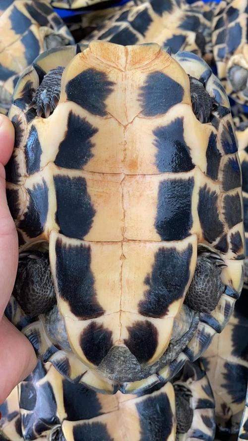 2025年石龟苗价格会涨还是跌?-图3 2025年石龟苗价格会涨还是跌?-图3