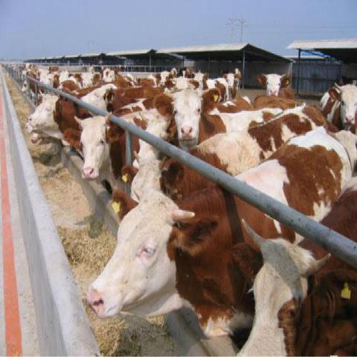 山西主要养殖哪些牛品种？-图3