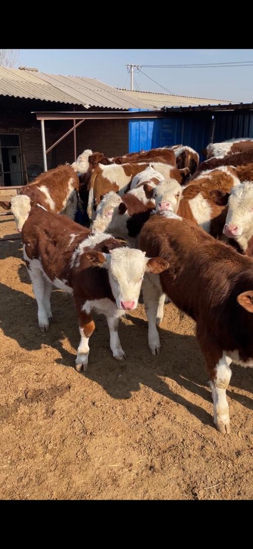 山西主要养殖哪些牛品种？-图2