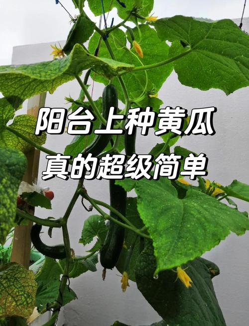 青瓜种植技术与价格哪个更值得学?-图1 青瓜种植技术与价格哪个更值得学?-图1