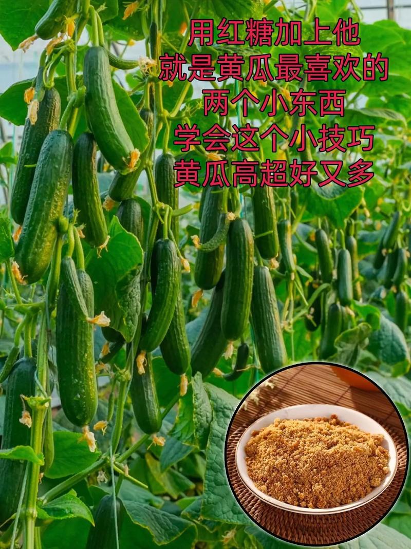 青瓜种植技术与价格哪个更值得学?-图2 青瓜种植技术与价格哪个更值得学?-图2