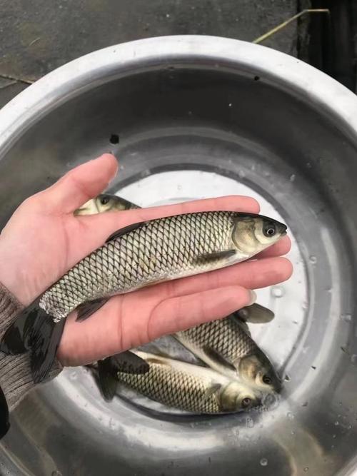 草鱼育苗视频技术要点有哪些?-图2 草鱼育苗视频技术要点有哪些?-图2