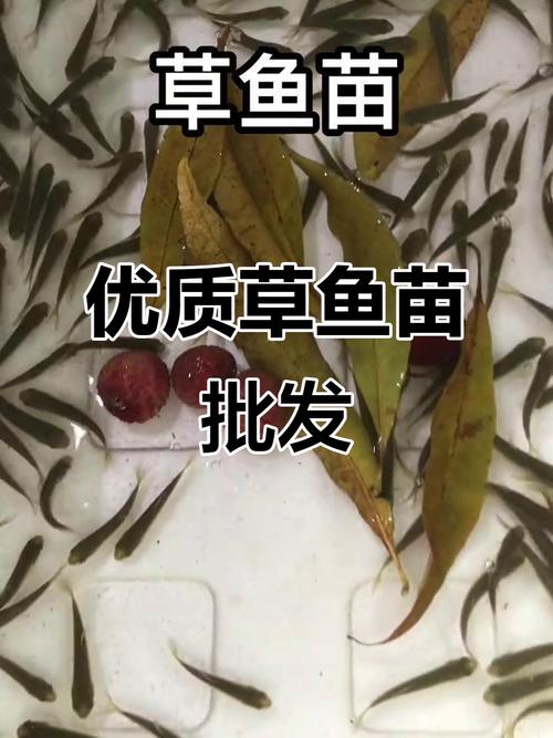 草鱼育苗视频技术要点有哪些?-图1 草鱼育苗视频技术要点有哪些?-图1