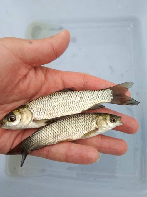 草鱼育苗视频技术要点有哪些?-图3 草鱼育苗视频技术要点有哪些?-图3