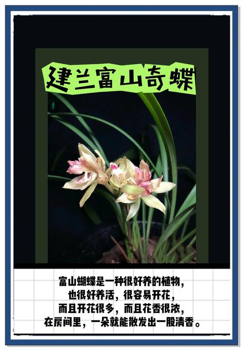 什么兰花好养又花期长?-图1 什么兰花好养又花期长?-图1