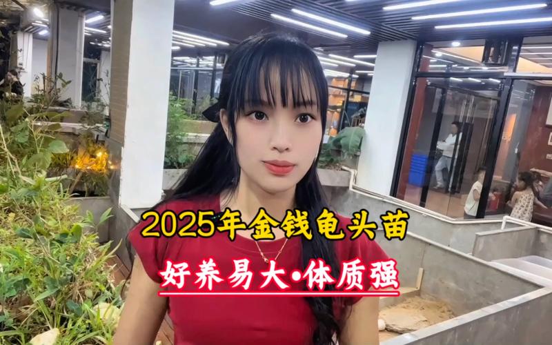 2025金钱龟幼苗价格多少?-图3 2025金钱龟幼苗价格多少?-图3