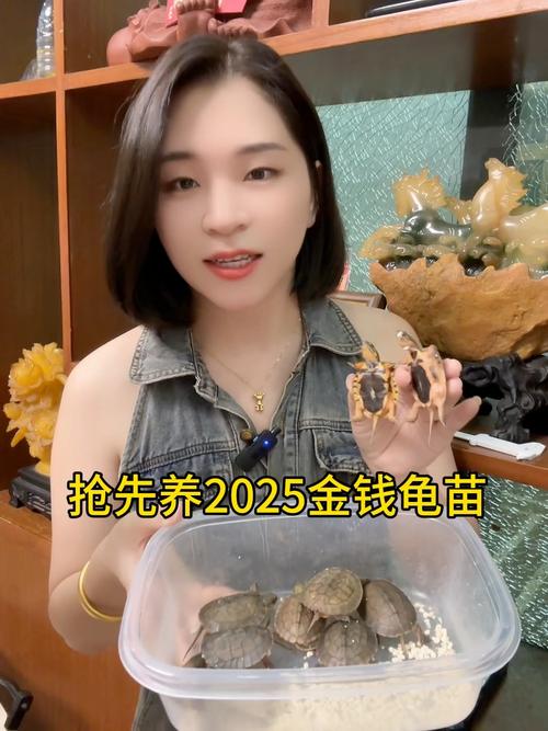 2025金钱龟幼苗价格多少？-图2