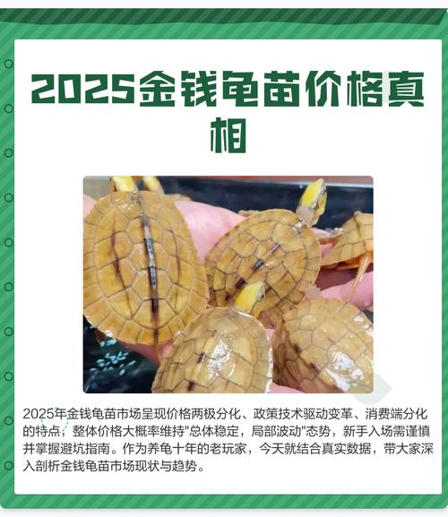 2025金钱龟幼苗价格多少?-图1 2025金钱龟幼苗价格多少?-图1