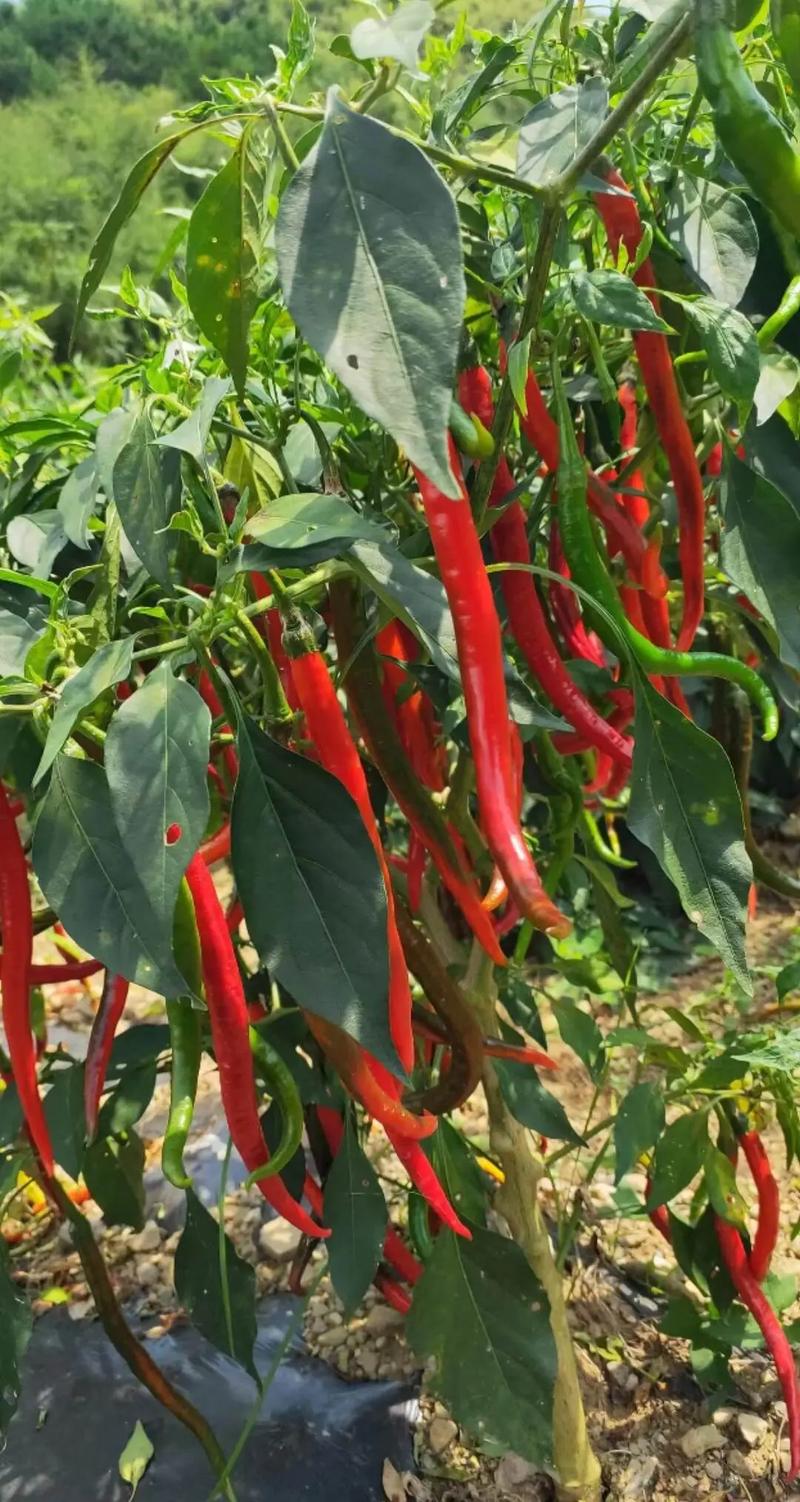 2025年青椒价格会涨还是跌?-图1 2025年青椒价格会涨还是跌?-图1