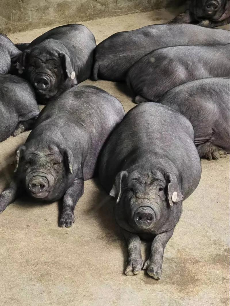 目前生长最快的黑猪品种是哪个?-图2 目前生长最快的黑猪品种是哪个?-图2