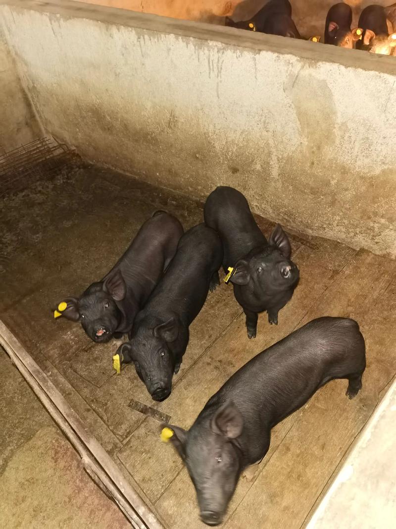 目前生长最快的黑猪品种是哪个?-图1 目前生长最快的黑猪品种是哪个?-图1