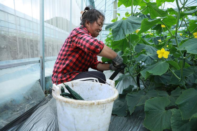 大棚黄瓜种植视频，关键技术要点有哪些？-图3