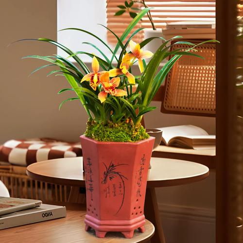 家养兰花选哪种品种合适?-图2 家养兰花选哪种品种合适?-图2