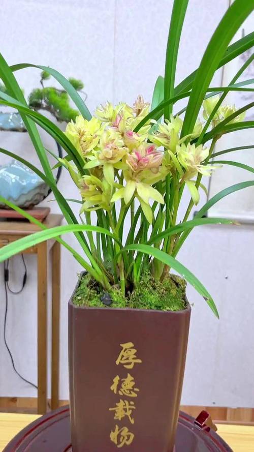 家养兰花选哪种品种合适?-图1 家养兰花选哪种品种合适?-图1